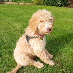 SAI - Gorgeous GoldenDoodle