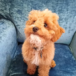 Hi, I'm GEORGE - An Apricot Roan Cavapoo