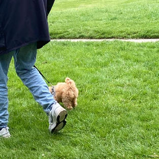 DAVE & POPPY LOOSELEAD WALKING.jpeg
