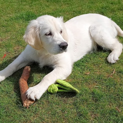 SADIE - Lovely Labrador