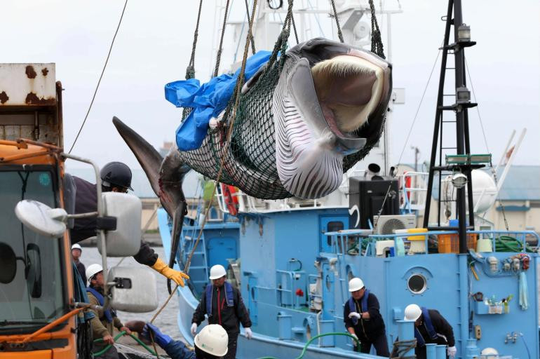 Una ballena Minke es descargada de un barco en el puerto de Kushiro en Japón. Este país cazará 227 ballenas hasta fin de año con fines comerciales. Foto: Efe