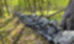 Flagg Swamp Stone Serpent Row