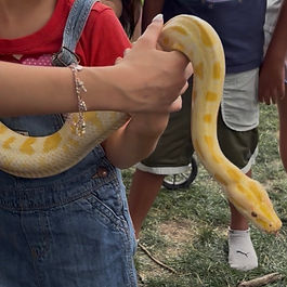 I am the smallest of the three Burmese Pythons. I am very gentle and am doing very well, in spite of having been sick for a long time as a baby. I was hatched in 2023