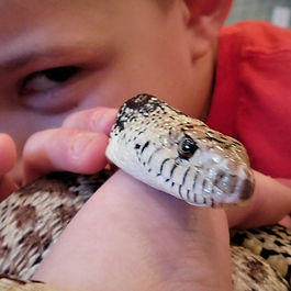 I am a Colorado native snake who shows everyone how great the wildlife in Colorado is. I have been a part of the team since 2003. I am super calm and everyone can hold me.