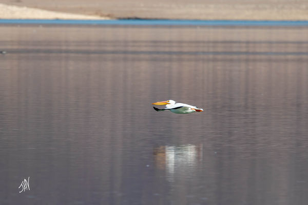 Pelican day 1.jpg