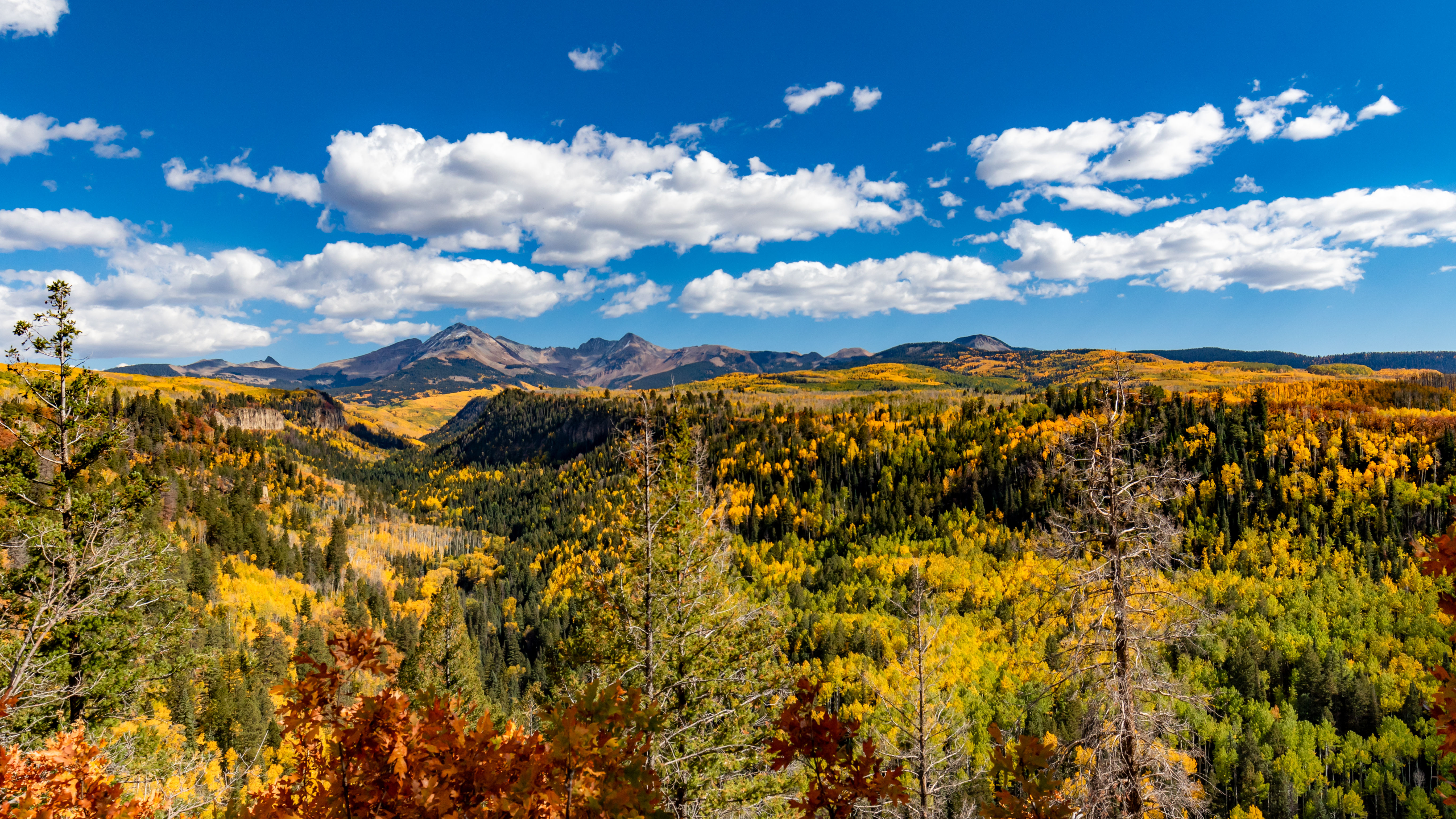 Golden Canvas of Colorado by Jen Ortega