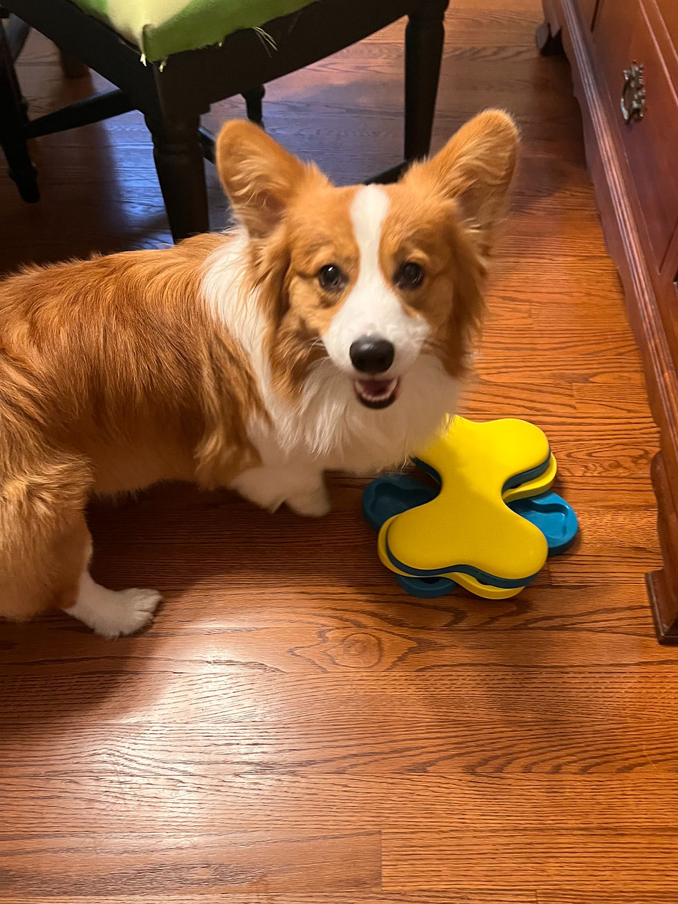 Kuzco solving a puzzle