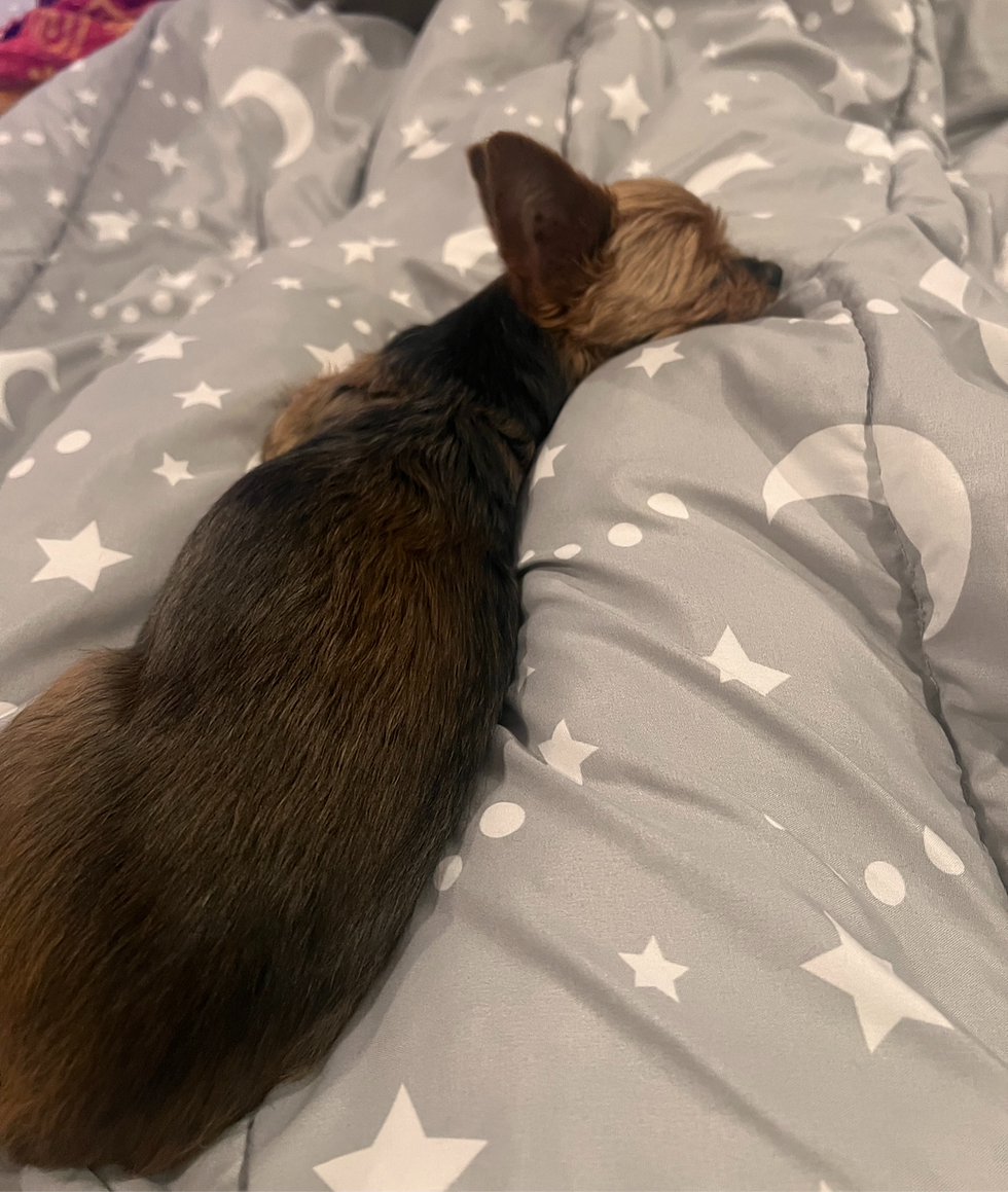 Sleeping Belle