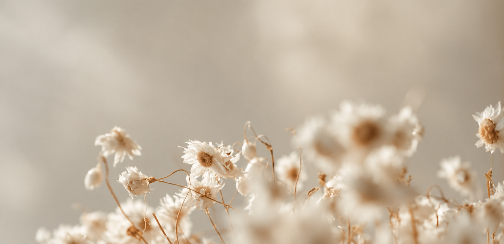 Zarte Trockenblumen im Morgenlicht.png