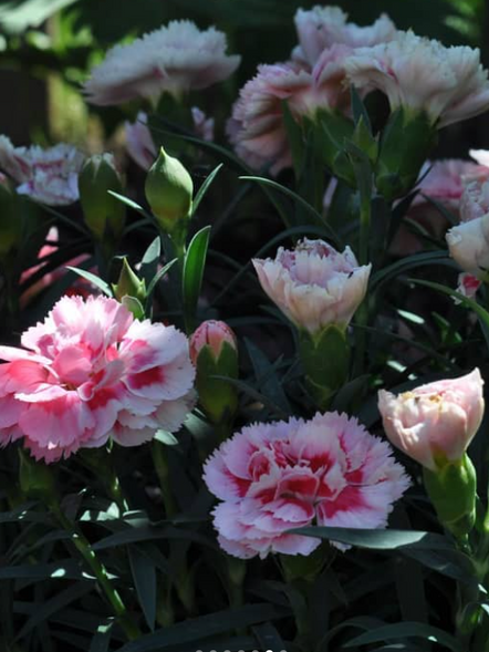 Candy floss (dianthus) flower