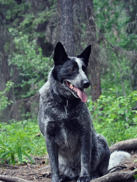 A dog outside