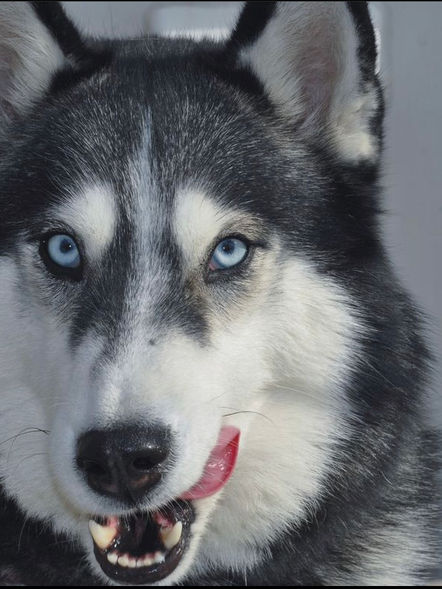 Husky licking lips