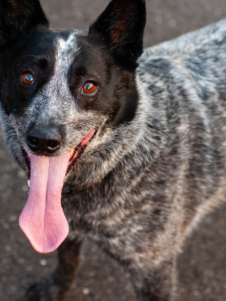 Happy dog with tongue out