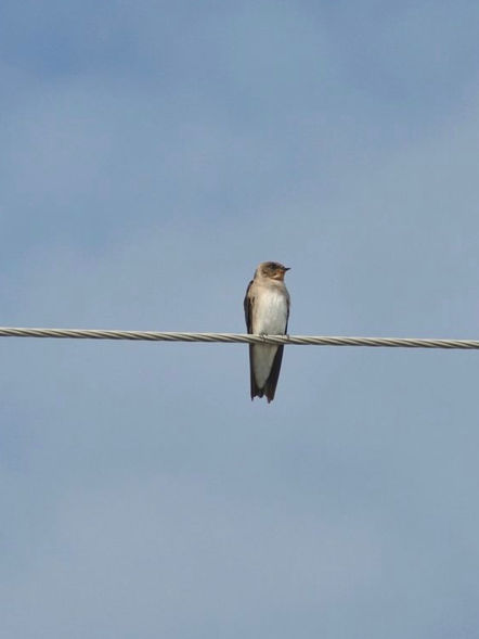 3 Birds on a wire