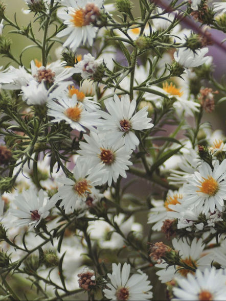 White Aster (Flower)