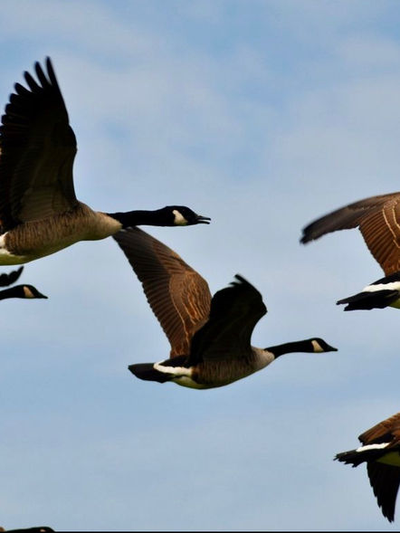 Canadian Geese