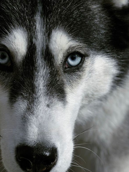 Husky Glare