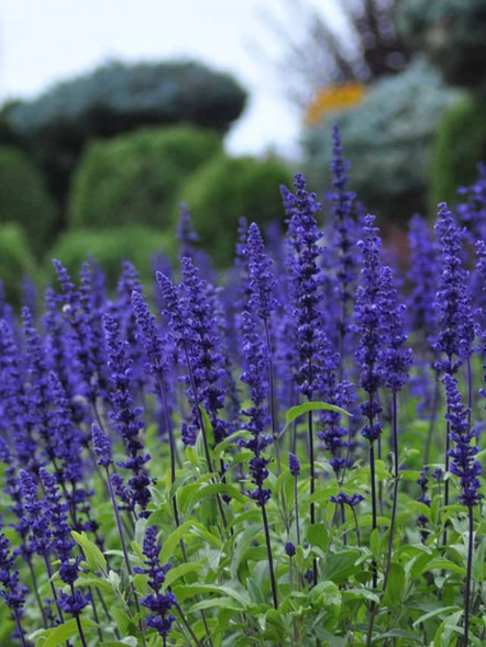 'Violet Riot' Salvia nemorosa