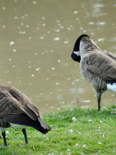 2 Geese