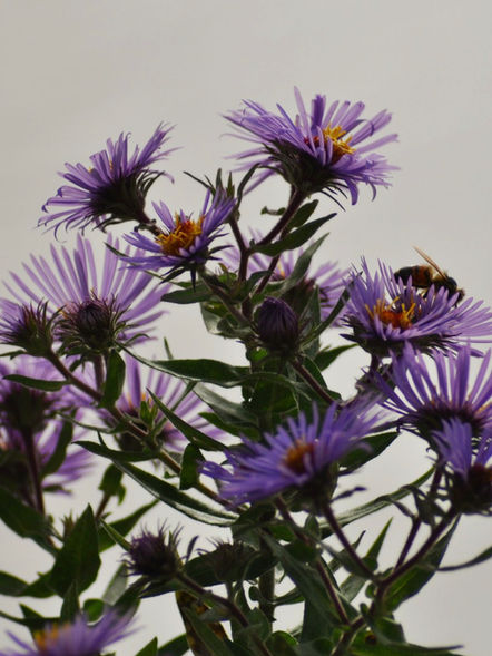 New England aster (flower)