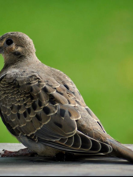 Mourning dove