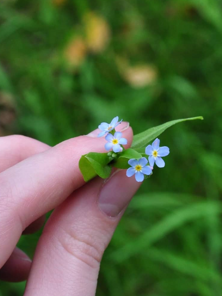 forget me not flowers