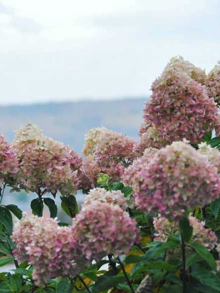 Vanilla Strawberry Hydrangea