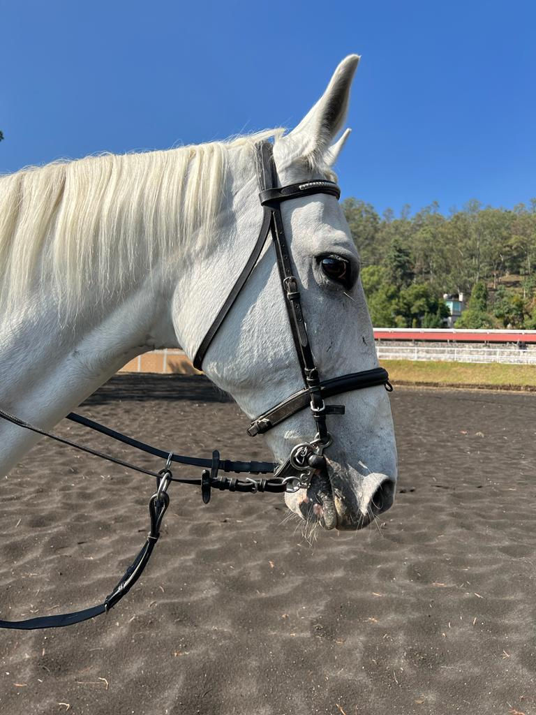 Cómo elegir la embocadura (bocado) para mi caballo