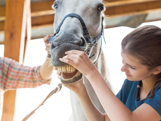 Calculando la edad de un caballo