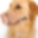 Bozal para perro beige