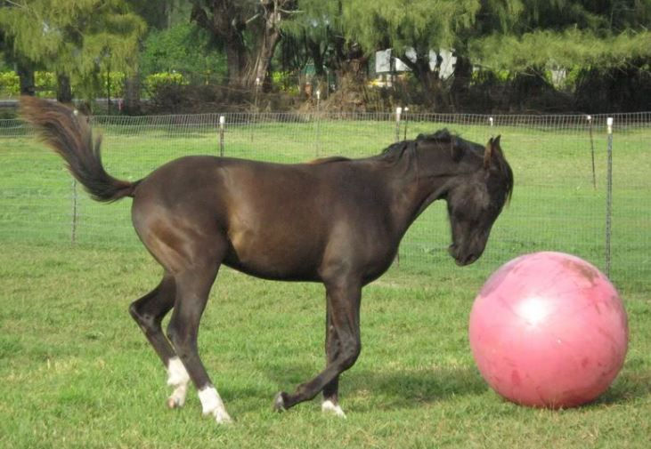 Miniatura: Pelota para caballo Horsemen's Pride Jolly Mega Ball 64 cm red