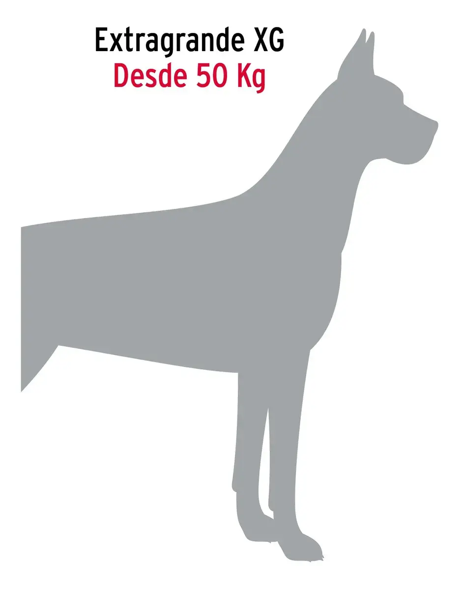 Miniatura: Cadena de anclaje para perro