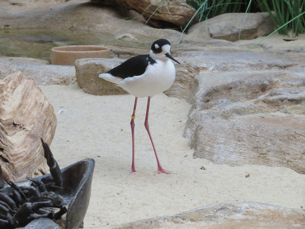 Black-Necked Stilt Bird