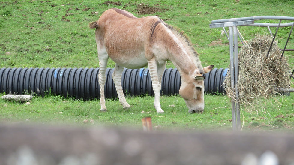 Ze-donk