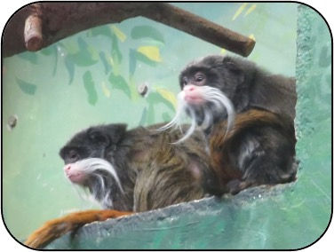 Bearded Emperor Tamarin 