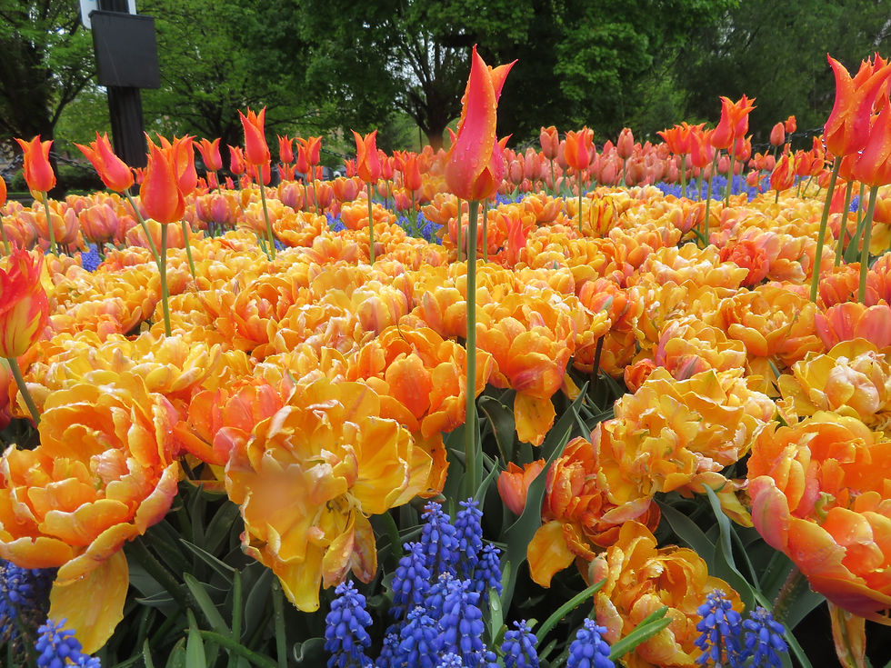 Tulips, Tulips & More Tulips!