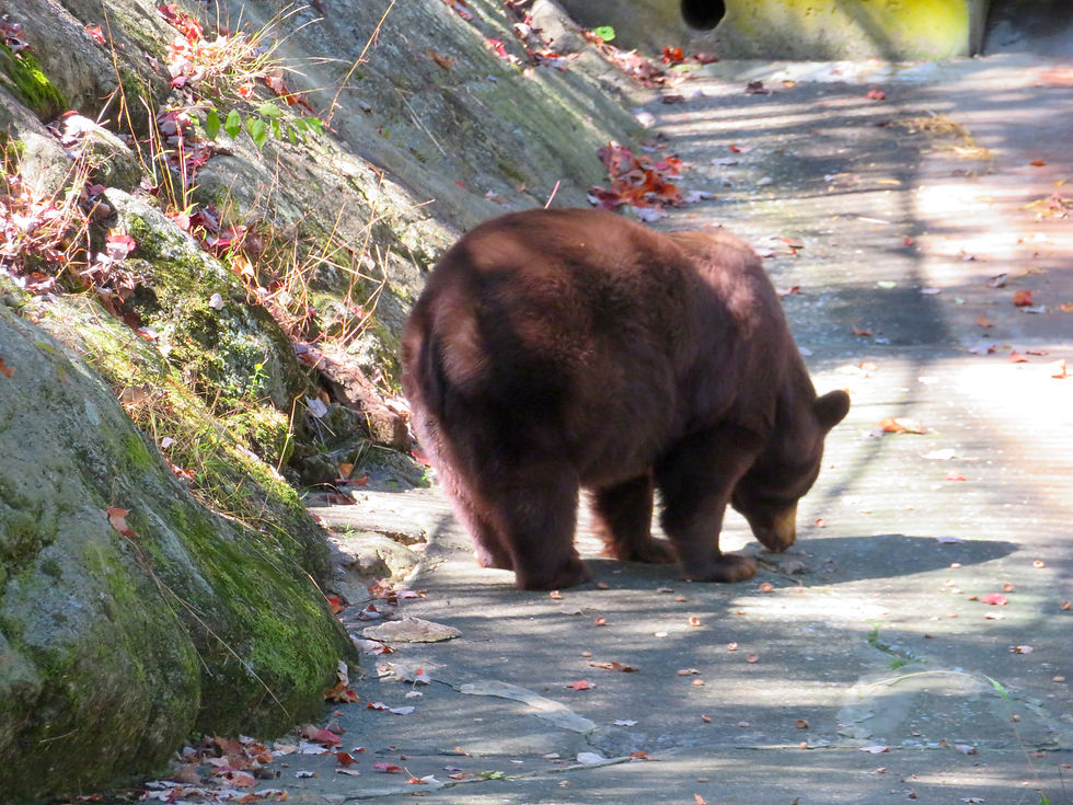 Bear Mountain State Park