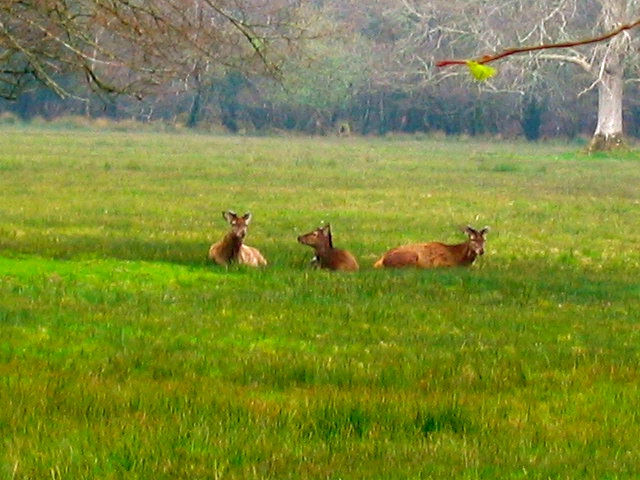 Rare Red Deer in Killarney