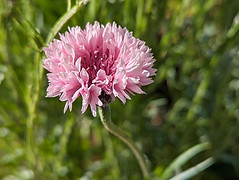 Innerbloom Gardening Therapy Flower