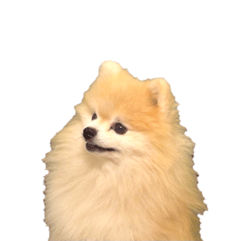 53805-Shiba-Inu-Dog-Transparent-Transpar