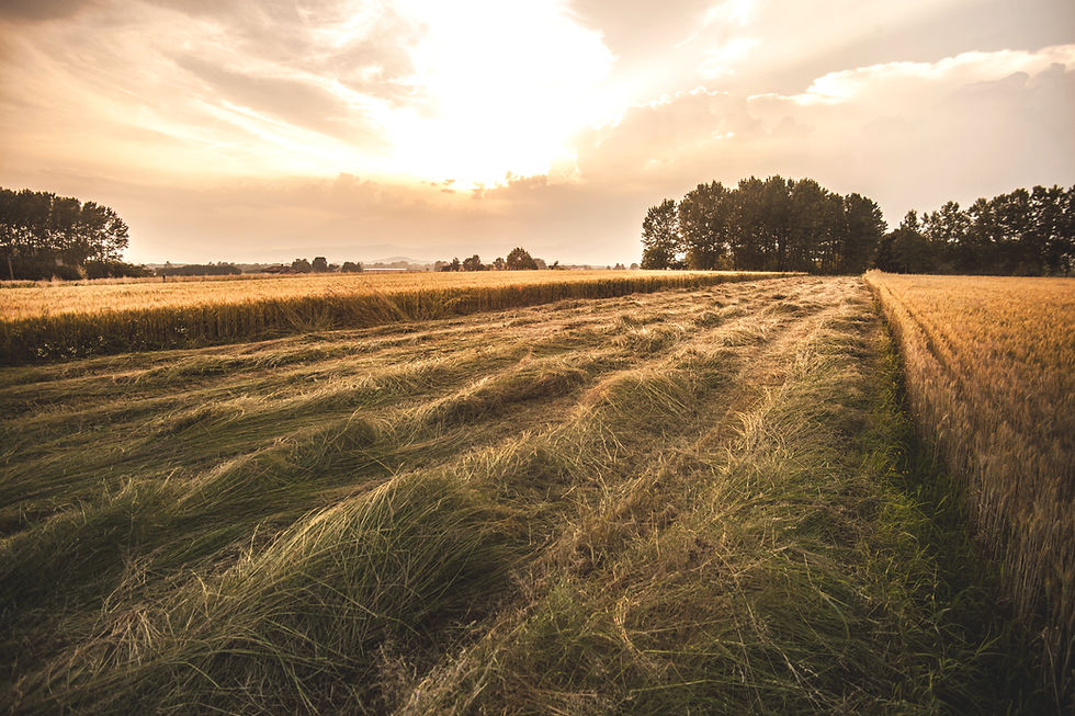 Country Field_edited.jpg