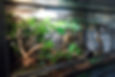 terrarium en verre
