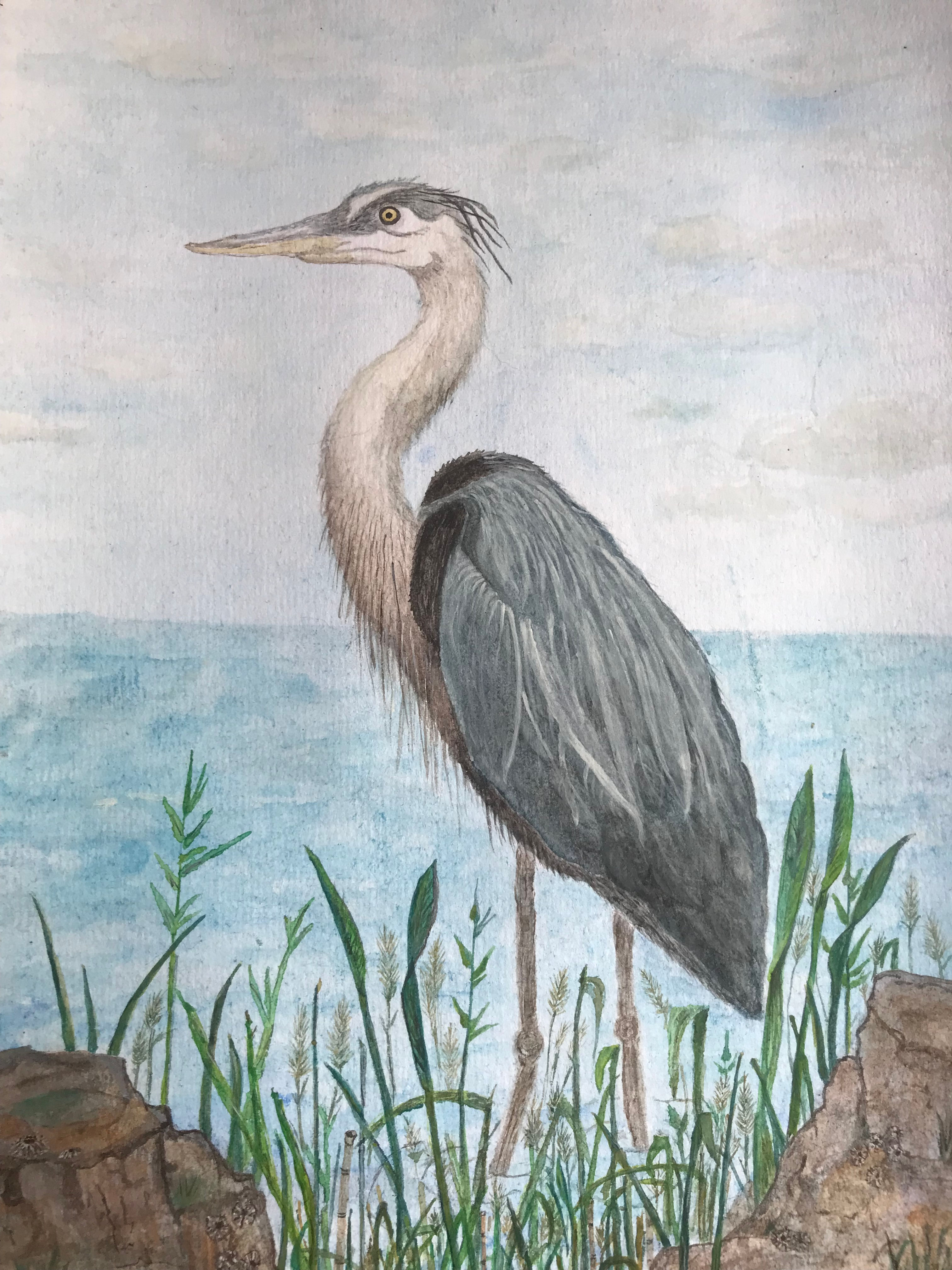 Heron
