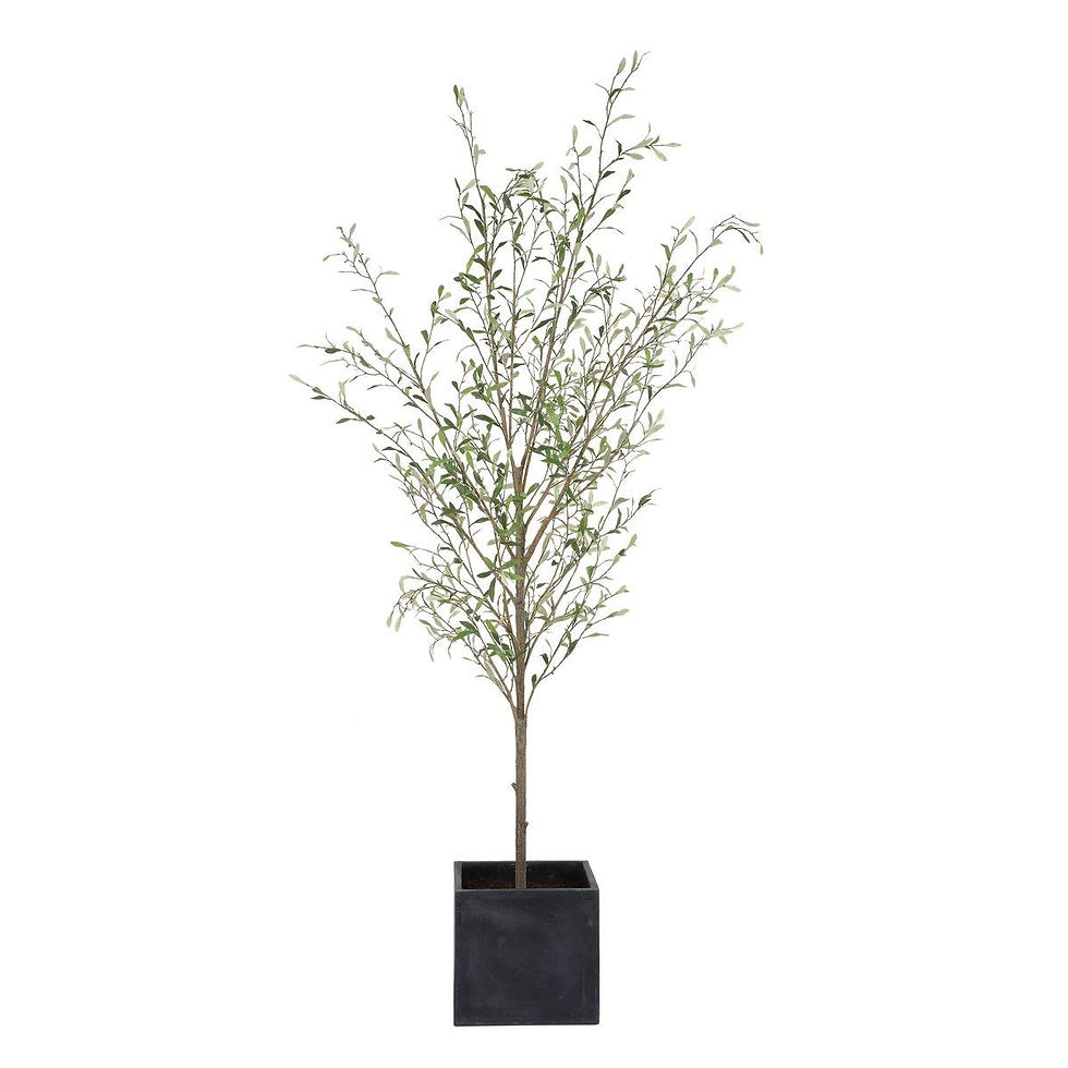 Thumbnail: Abundance Potted Olive Tree in Aged Charcoal Concrete Cube