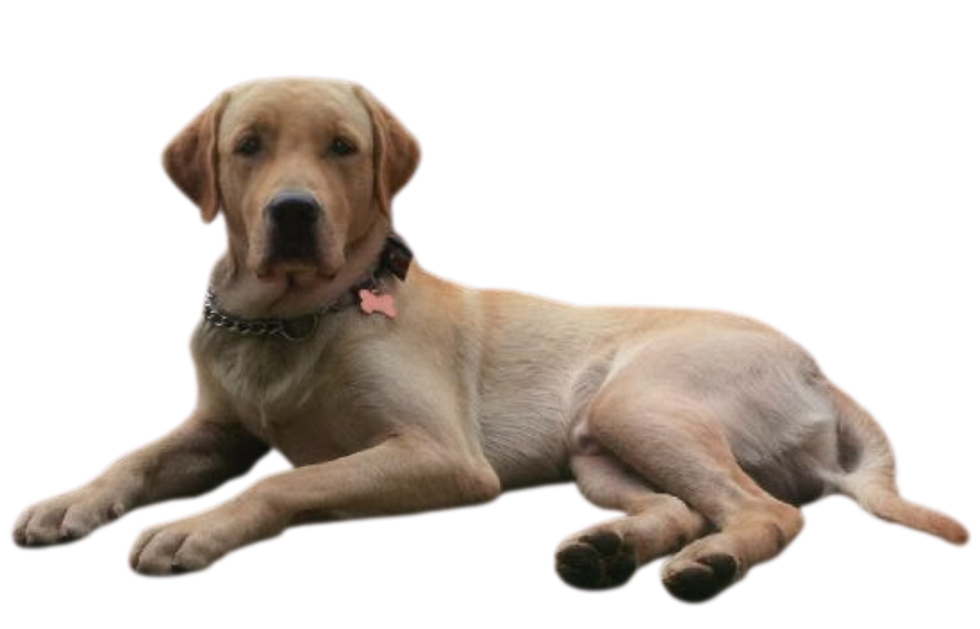 Bruno for Footer.png