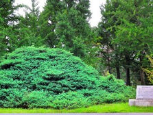 Living Monument—Taesongsan Sabina chinensis var. horizontalis