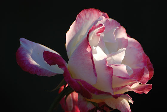 DSC_4168NaplesRose.jpg