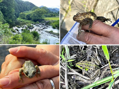 粟野川のカエル