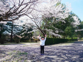 桜のある風景2026⑭