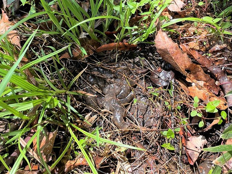 水がないのに産卵?